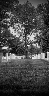 Freie Arbeit_Arlington Friedhof_Washington DC_Baum_Zentralperspektive_Schwarzweissaufnahme